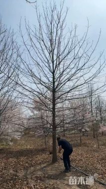 18公分娜塔栎