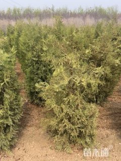 高度200厘米侧柏