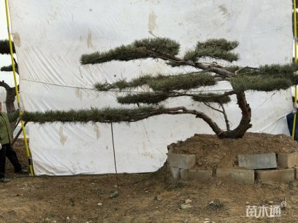 21公分造型松