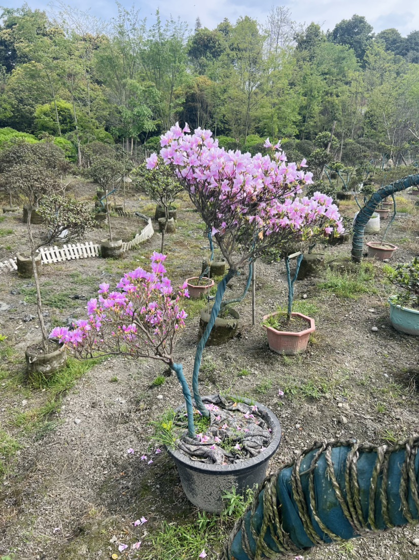 高度120厘米映山红