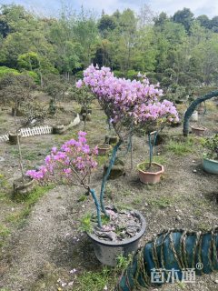 高度120厘米映山红