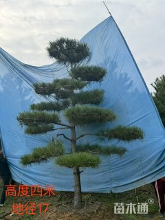 20公分造型黑松