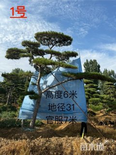 27公分造型油松