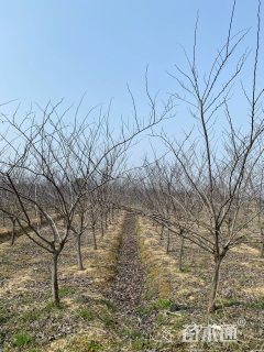 12公分加拿大紫荆