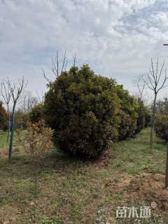 15公分椤木石楠