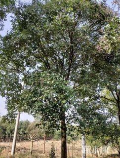 17公分大叶女贞