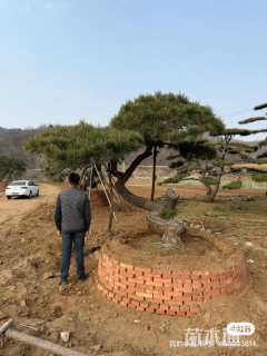 35公分造型油松