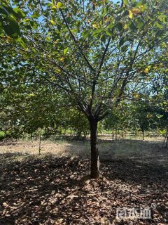 15公分染井吉野樱