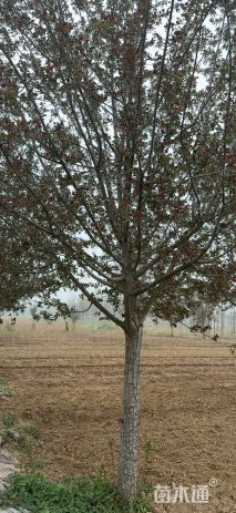 14公分绚丽海棠