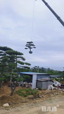 20公分造型油松