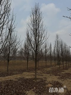 13公分彩叶豆梨