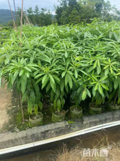 1公分盆架子