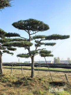 20公分造型油松