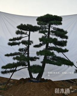 35公分造型黑松