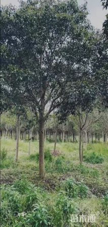 25公分大叶女贞