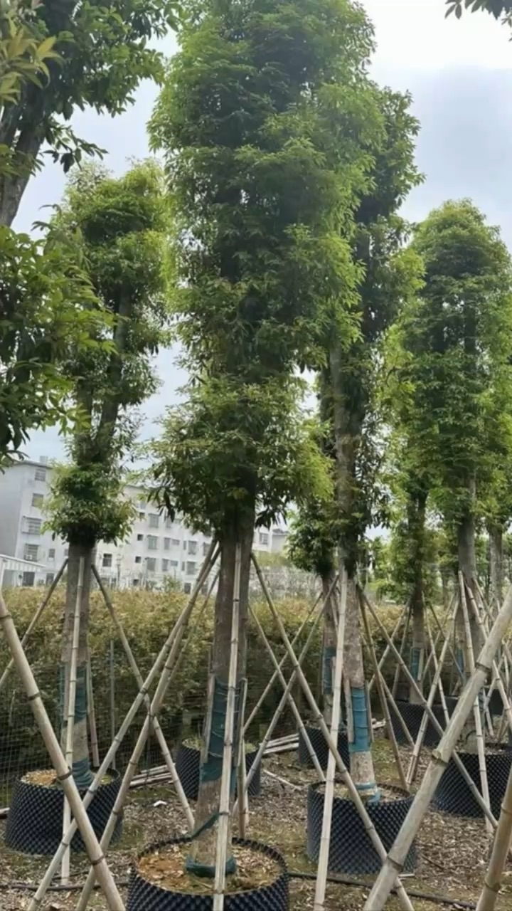 12公分金丝楠木