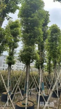 15公分金丝楠木