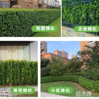 高度10厘米冬青小苗