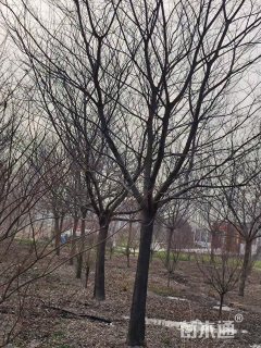25公分朴树