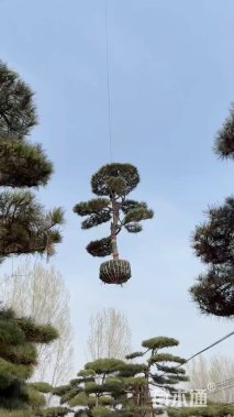 26公分造型油松