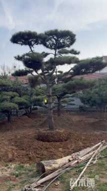 14公分造型油松