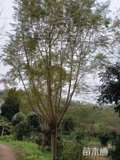 30公分蓝花楹