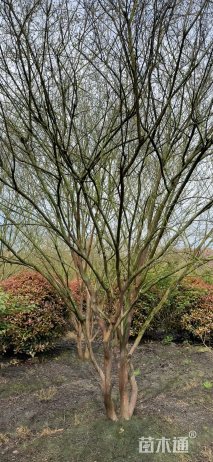 高度600厘米丛生紫薇