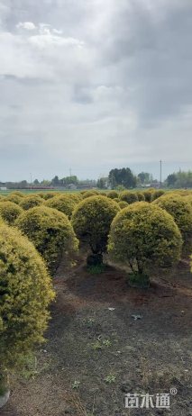 冠幅150厘米千层金球