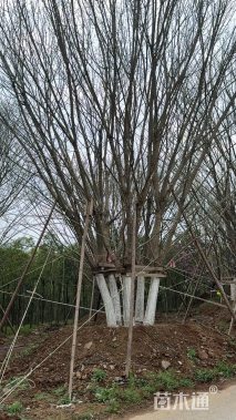 高度1000厘米丛生五角枫