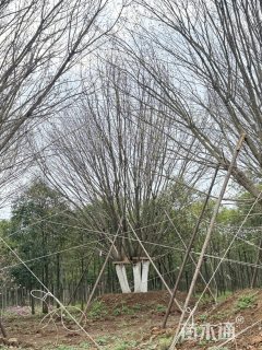 高度900厘米丛生五角枫