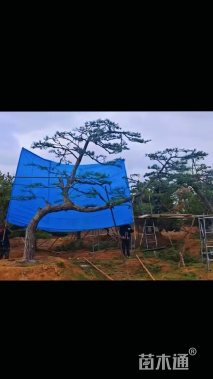 20公分造型黑松