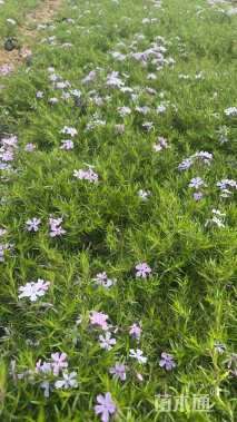 高度15厘米芝樱