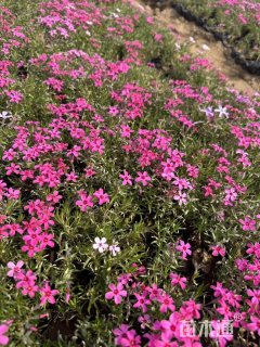 高度12厘米丛生福禄考