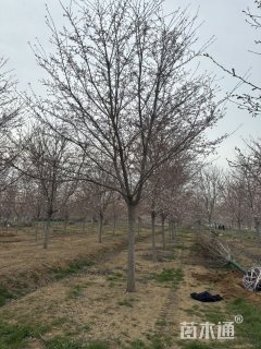 15公分东京樱花