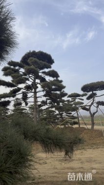 35公分造型油松