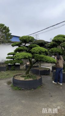 10公分造型黄杨