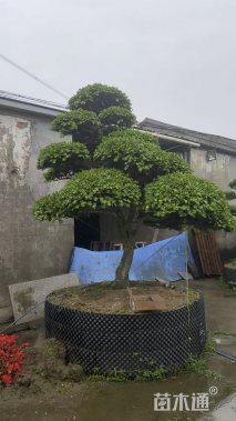 高度200厘米羽毛枫