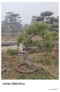 11公分造型黑松