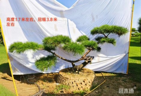 20公分造型赤松