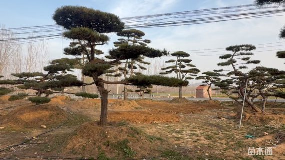 12公分造型黑松