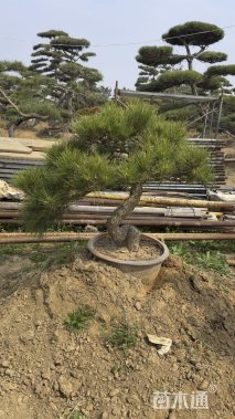 20公分造型黑松