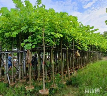6公分羊蹄甲