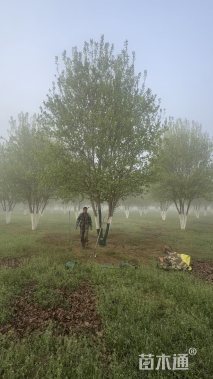 高度900厘米丛生三角枫