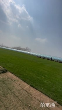 草卷状百慕大草