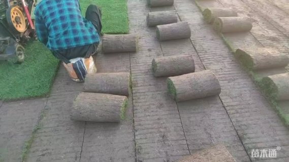 草卷状百慕大草