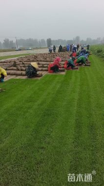 草块状百慕大草