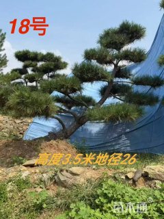 21公分造型黑松