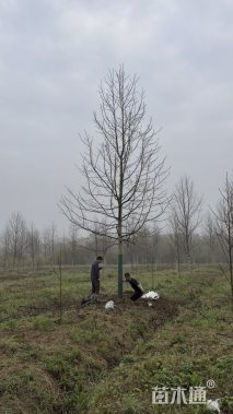 18公分杂交马褂木