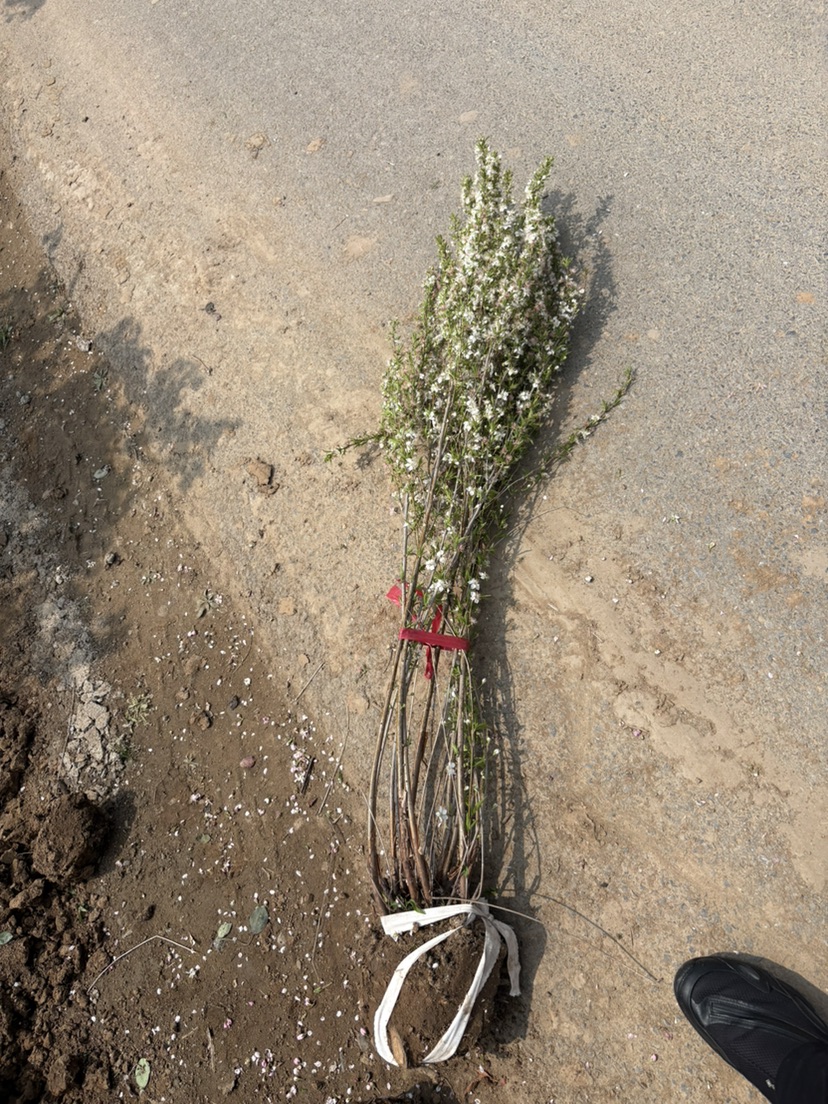 高度120厘米山梅花