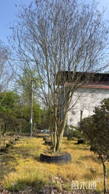 高度800厘米丛生紫薇